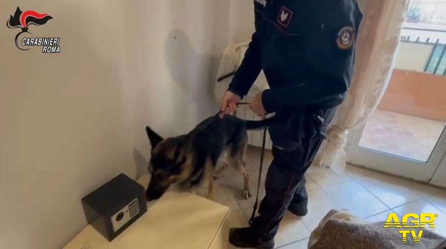 Il Cane antidroga NATHAN dell'unità cinofila del Nucleo di Santa Maria di Galeria che fiuta la cassaforte Il Cane antidroga NATHAN dell'unità cinofila del Nucleo di Santa Maria di Galeria che fiuta la cassaforte