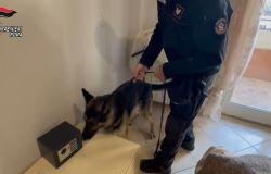 Il Cane antidroga NATHAN dell'unità  cinofila del Nucleo di Santa Maria di Galeria che fiuta la cassaforte