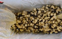 droga probabilmente destinata a rifornire le piazze di spaccio di Ostia in vista delle festività  di fine anno