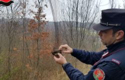 (AGR) Operazione Recall per stroncare il bracconaggio....19 persone denunciate dai Carabinieri Forestali