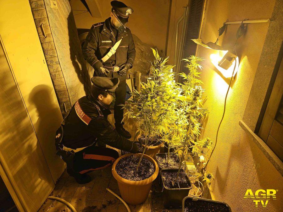(AGR) Sacrofano, coltivazione casalinga di marjuana, in manette 35enne, denunciate madre e sorella
