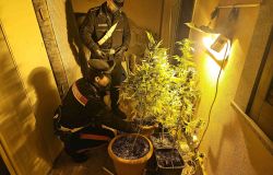 (AGR) Sacrofano, coltivazione casalinga di marjuana, in manette 35enne, denunciate madre e sorella