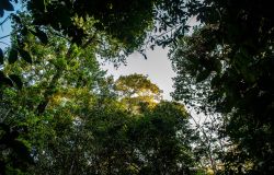 WWF ph credit © Jacqueline Lisboa - WWF-Brazil