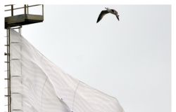 Ostia Mare lo stendardo societario ph credit Pino Rampolla