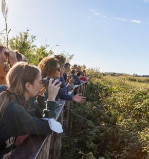 Ostia, Birdwatching alla Lipu nel nome di San Francesco Ostia, Birdwatching alla Lipu nel nome di San Francesco