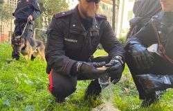 Carabinieri attività antidroga si cerca lo stupefacente nascosto ovunque