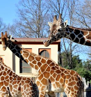 (AGR) Roma, 15 febbraio Darwin day e festa di Carnevale al Bioparco