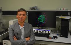 (AGR) Diabete tipo 1, possibile ritardare la malattia con il Teplizumab, un anticorpo monoclonale