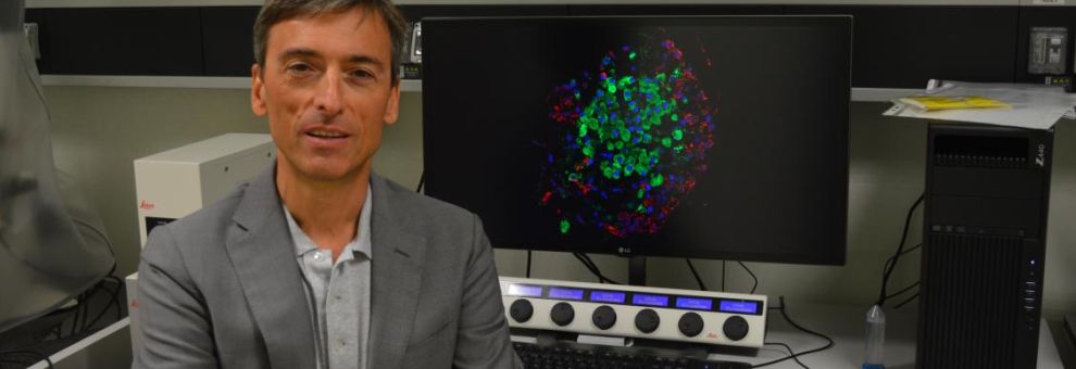 (AGR) Diabete tipo 1, possibile ritardare la malattia con il Teplizumab, un anticorpo monoclonale (AGR) Diabete tipo 1, possibile ritardare la malattia con il Teplizumab, un anticorpo monoclonale