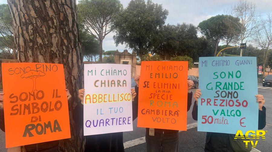 Roma, allarme pini su via Gregorio VII: cittadini e CURAA contro la tramvia TVA ©PH da comunicato Stampa Roma, allarme pini su via Gregorio VII: cittadini e CURAA contro la tramvia TVA ©PH da comunicato Stampa