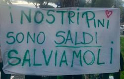 Nel giugno 2025 un agronomo aveva giudicato gli alberi in buone condizioni ©PH da comunicato Stampa