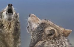 WWF, no a politiche di abbattimento del lupo