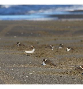 Maccarese, motocross sulla spiaggia, Legambiente: impatto durissimo sulla biodiversità Maccarese, motocross sulla spiaggia, Legambiente: impatto durissimo sulla biodiversità