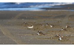 Maccarese, motocross sulla spiaggia, Legambiente: impatto durissimo sulla biodiversità