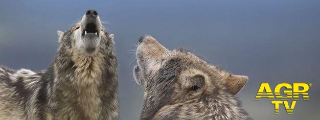 Amico lupo con il WWF Amico lupo con il WWF