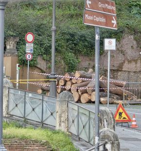 CURAA: gli alberi del centro storico di Roma rottamati come legna.