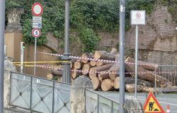 CURAA: gli alberi del centro storico di Roma rottamati come legna.