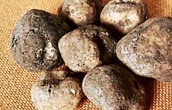 Montespertoli, torna la Sagra del Tartufo Marzuolo