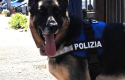Polizia unità cinofile intervenute