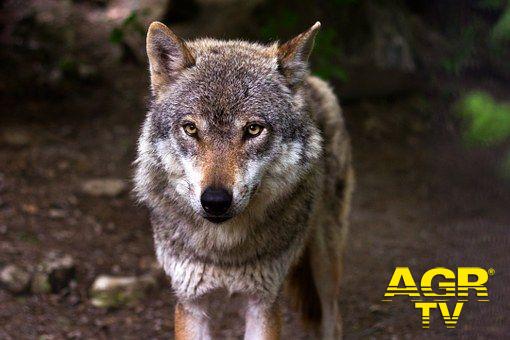 SOS lupo, si allarga il fronte contro gli abbattimenti SOS lupo, si allarga il fronte contro gli abbattimenti