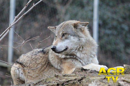 SOS lupo, si allarga il fronte contro gli abbattimenti SOS lupo, si allarga il fronte contro gli abbattimenti
