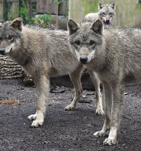 Roma, al Bioparco quattro giovani lupi grigi euroasiatici Roma, al Bioparco quattro giovani lupi grigi euroasiatici