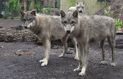 Roma, al Bioparco quattro giovani lupi grigi euroasiatici