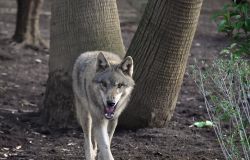 I lupi grigi al Bioparco di Roma ph credit Massimiliano Di Giovanni archivio Bioparco