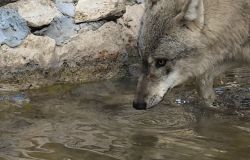 I lupi grigi al Bioparco di Roma ph credit Massimiliano Di Giovanni archivio Bioparco