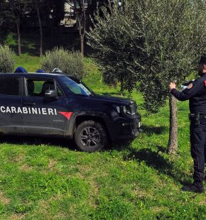 Montecompatri, blitz dei Carabinieri Forestali, sanzioni per il taglio abusivo di 80 piante di ulivo