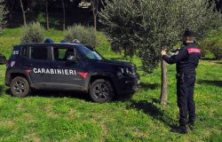 Montecompatri, blitz dei Carabinieri Forestali, sanzioni per il taglio abusivo di 80 piante di ulivo