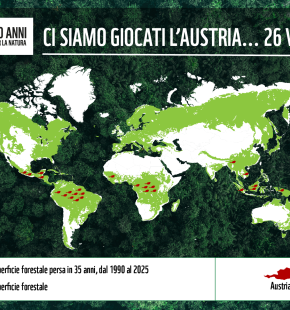 21 marzo, Giornata Mondiale delle Foreste, il WWF lancia l'allarme sulla deforestazione 21 marzo, Giornata Mondiale delle Foreste, il WWF lancia l'allarme sulla deforestazione