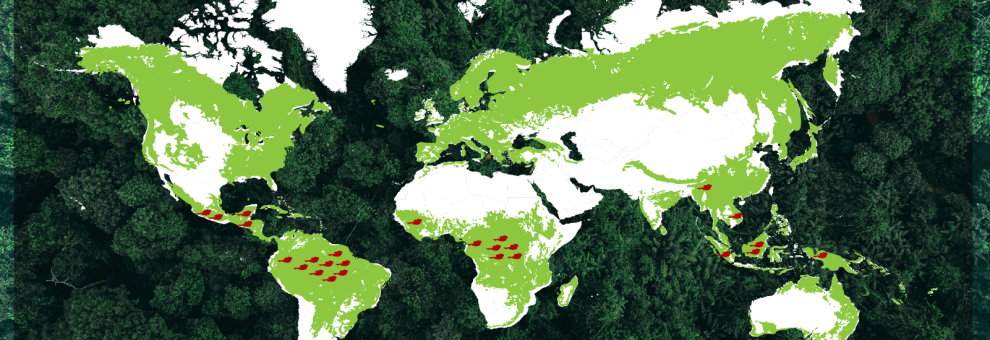 21 marzo, Giornata Mondiale delle Foreste, il WWF lancia l'allarme sulla deforestazione