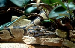 Python_regius ph credit Massimiliano Di Giovanni