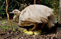 Nandu_maschio_con_uova ph credit Massimiliano Di Giovanni