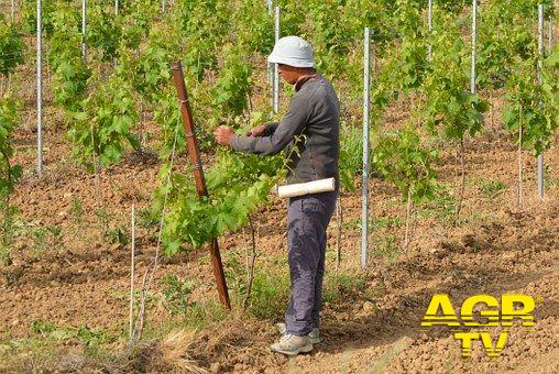 Fiumicino, al via i corsi per operatori agricoli