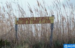 Ladispoli, la sfida di Torre Flavia, riserva aperta alla città