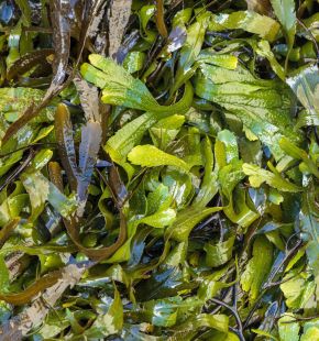 7 aprile, Giornata Mondiale della Salute, le alghe irlandesi come alleate del corpo e dello spirito