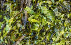 7 aprile, Giornata Mondiale della Salute, le alghe irlandesi come alleate del corpo e dello spirito