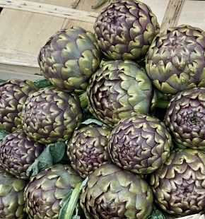 Aspettando la Sagra del Carciofo Romanesco: Ladispoli accende i riflettori sull’evento più atteso dell’anno Aspettando la Sagra del Carciofo Romanesco: Ladispoli accende i riflettori sull’evento più atteso dell’anno