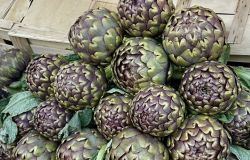Aspettando la Sagra del Carciofo Romanesco: Ladispoli accende i riflettori sull’evento più atteso dell’anno