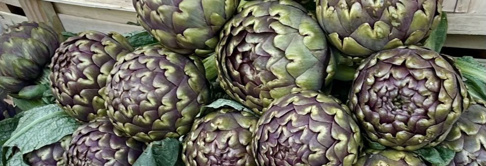 Aspettando la Sagra del Carciofo Romanesco: Ladispoli accende i riflettori sull’evento più atteso dell’anno