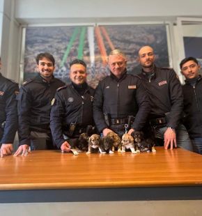 Roma, salvati otto cuccioli dagli agenti del XII Distretto