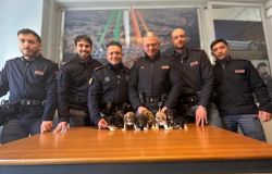 Roma, salvati otto cuccioli dagli agenti del XII Distretto