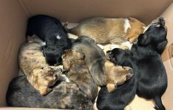 Polizia XII distretto  i cuccioli