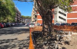 X Municipio, sicurezza e decoro per la scuola Vivaldi, attraversamento pedonale e valorizzazione alberatura monumentale