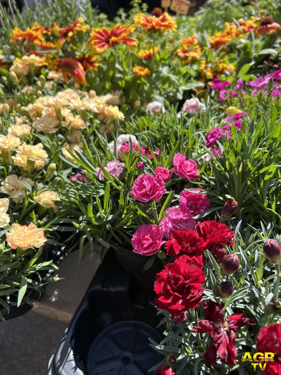 Sagra del carciofo a Ladispoli( foto AGR)