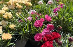 Sagra del carciofo a Ladispoli( foto AGR)