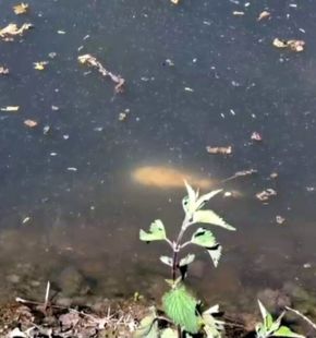 Ceccano, schiuma e pesci morti nel fiume Sacco: allarme ambientale e paura tra i cittadini Ceccano, schiuma e pesci morti nel fiume Sacco: allarme ambientale e paura tra i cittadini