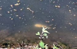 Ceccano, schiuma e pesci morti nel fiume Sacco: allarme ambientale e paura tra i cittadini